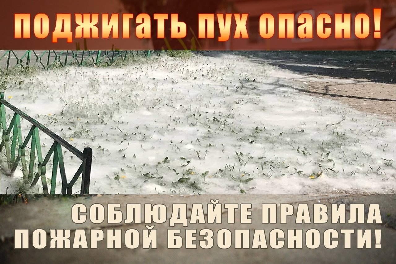 Осторожно! Тополиный пух.